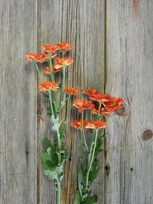 TERRIFIC  ORANGE DAISY POMPON